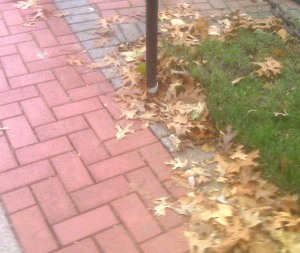 Leaves on the ground... Kind of snuck up on me!